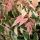 Acer negundo ´Flamingo´