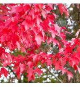 Acer rubrum ´Brandywine´