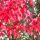Acer rubrum ´Brandywine´