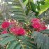 Albizia julibrissin ´Evi´s Pride´