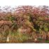 Albizia julibrissin ´Evi´s Pride´