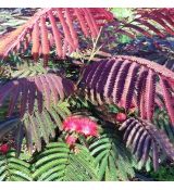 Albizia julibrissin ´Evi´s Pride´