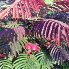 Albizia julibrissin ´Evi´s Pride´