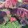 Albizia julibrissin ´Evi´s Pride´