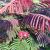 Albizia julibrissin ´Evi´s Pride´