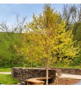 Alnus incana ´Aurea´
