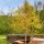Alnus incana ´Aurea´