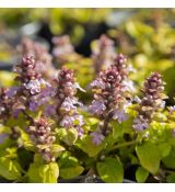 Ajuga reptans ´Gold Chang´
