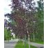 Betula pendula ´Royal Frost´