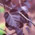 Betula pendula ´Royal Frost´
