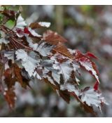 Betula pendula ´Royal Frost´