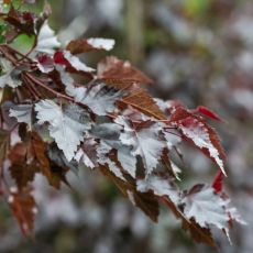 Betula pendula ´Royal Frost´