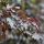 Betula pendula ´Royal Frost´