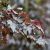 Betula pendula ´Royal Frost´