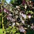 Betula pendula ´Royal Frost´