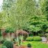 Betula utilis ´Doorenbos´