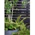 Betula utilis ´Doorenbos´