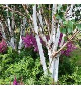 Betula utilis ´Doorenbos´