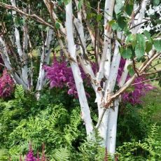 Betula utilis ´Doorenbos´