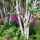 Betula utilis ´Doorenbos´