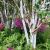 Betula utilis ´Doorenbos´