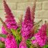 Buddleia davidii ´Butterfly Candy Little Cerise´®