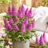 Buddleia davidii ´Butterfly Candy Little Cerise´®