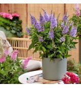 Buddleia davidii ´Butterfly Candy Little Lila´®