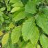 Carpinus betulus