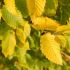 Carpinus betulus