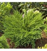 Juniperus horizontalis ´Andorra Compacta´