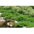 Juniperus horizontalis ´Andorra Compacta´