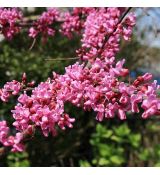Cercis canadensis ´Forest Pansy´