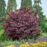 Cercis canadensis ´Forest Pansy´