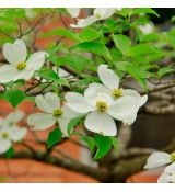 Cornus florida