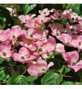 Cornus kousa ´Satomi´
