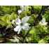 Cornus florida ´Rainbow´ na kmienku