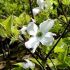 Cornus florida ´Rainbow´ na kmienku