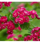 Crataegus media ´Paul´s Scarlet´