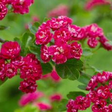 Crataegus media ´Paul´s Scarlet´