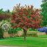 Crataegus media ´Paul´s Scarlet´