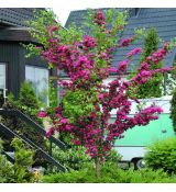 Crataegus media ´Paul´s Scarlet´
