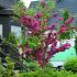 Crataegus media ´Paul´s Scarlet´