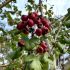 Crataegus media ´Paul´s Scarlet´