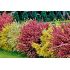 Cytisus ´Burkwoodii´