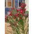 Cytisus ´Burkwoodii´