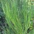 Cytisus ´Burkwoodii´