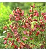 Cytisus ´Burkwoodii´