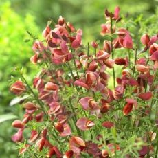 Cytisus ´Burkwoodii´