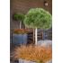 Pinus mugo ´Mughus´ na kmienku